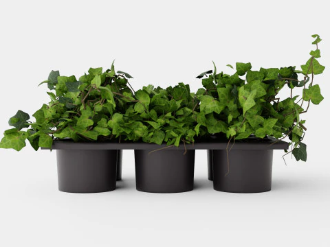 Hedera helix 6 pack 3D Model