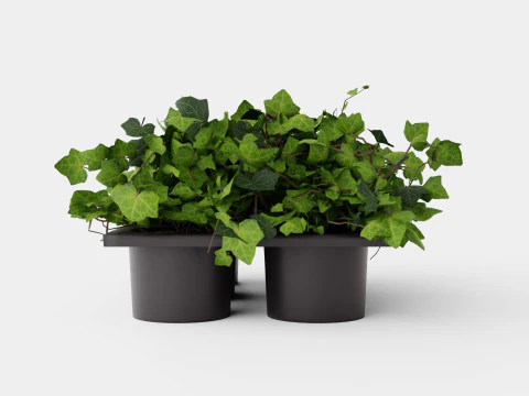 Hedera helix 6 pack 3D Model