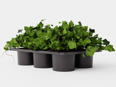 Hedera helix 6 pack Model 3D