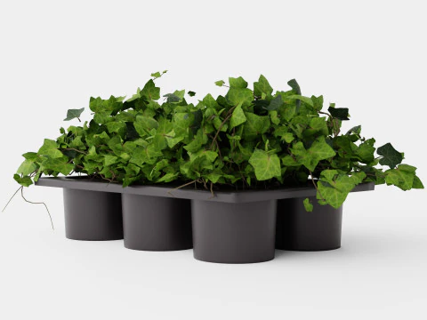 Hedera helix 6 pack 3D Model