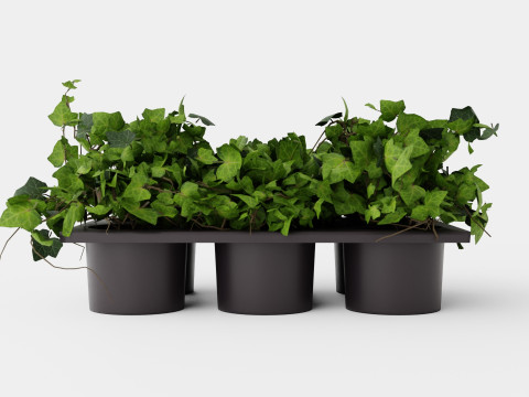 Hedera helix 6 pack Model 3D