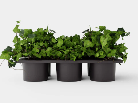 Hedera helix 6 pack 3D Model