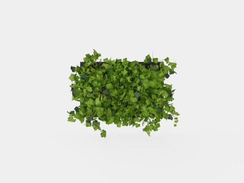 Hedera helix 6 pack Model 3D