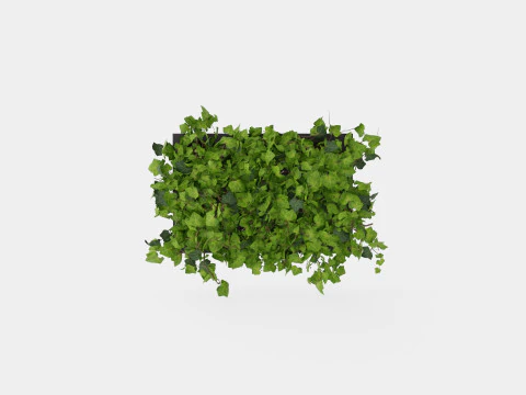 Hedera helix 6 pack 3D Model