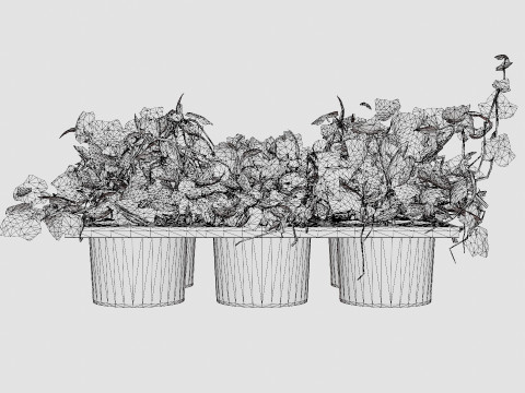 Hedera helix 6 pack Model 3D