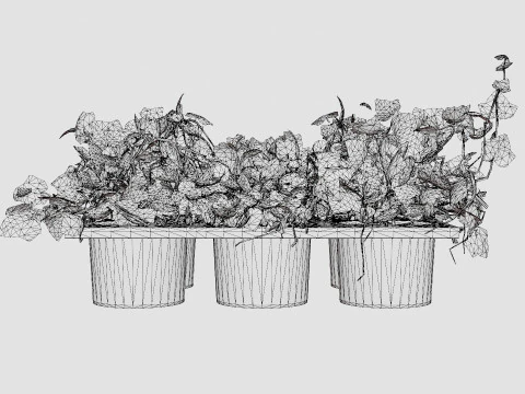 Hedera helix 6 pack 3D Model