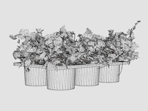 Hedera helix 6 pack 3D Model