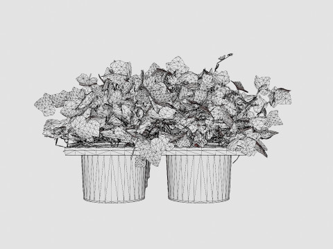 Hedera helix 6 pack Model 3D