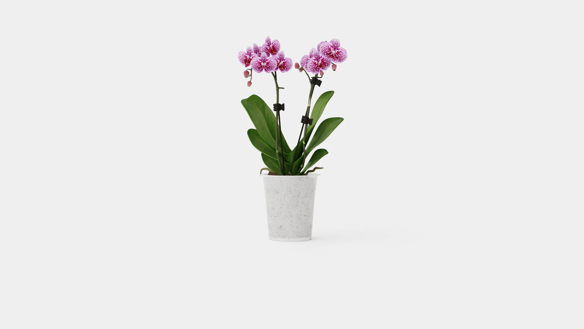 Phalaenopsis 9cm hybr 15 mini flower mix 3D Model .c4d .max .obj .3ds .fbx .stl .blend 
