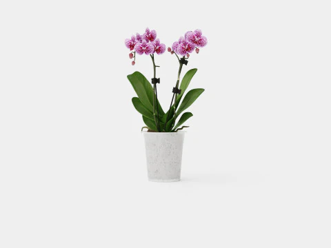 Phalaenopsis 9cm hybr 15 mini flower mix 3D Model