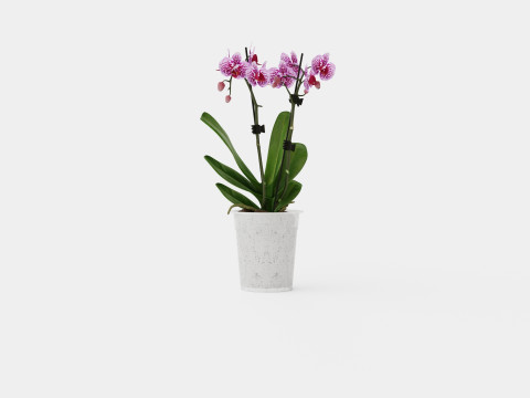 Phalaenopsis 9cm hybr 15 mini flower mix 3D 模型