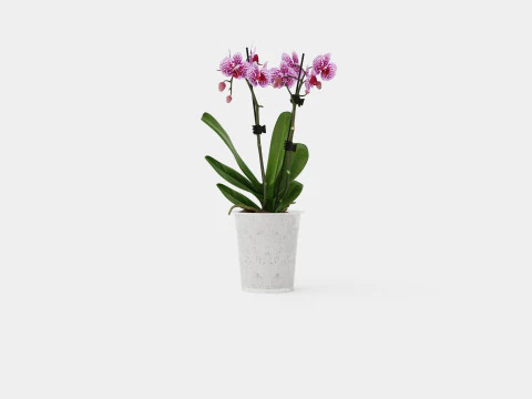 Phalaenopsis 9cm hybr 15 mini flower mix 3D Model