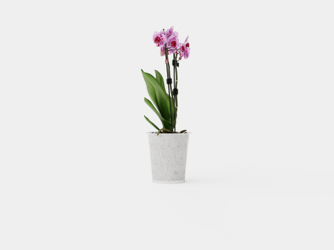Phalaenopsis 9cm hybr 15 mini flower mix 3D 模型