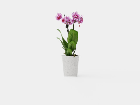Phalaenopsis 9cm hybr 15 mini flower mix 3D 模型