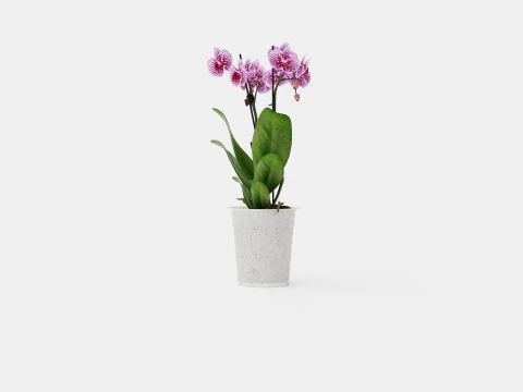 Phalaenopsis 9cm hybr 15 mini flower mix 3D Model