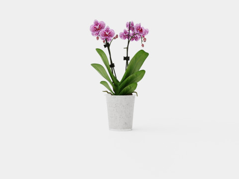 Phalaenopsis 9cm hybr 15 mini flower mix 3D 模型
