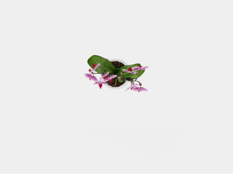 Phalaenopsis 9cm hybr 15 mini flower mix 3D 模型