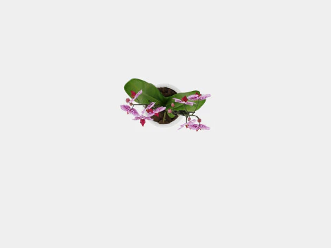 Phalaenopsis 9cm hybr 15 mini flower mix 3D Model
