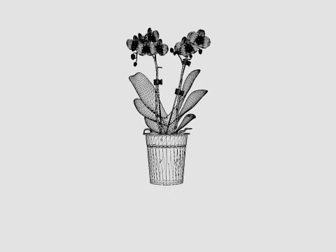 Phalaenopsis 9cm hybr 15 mini flower mix 3D Model