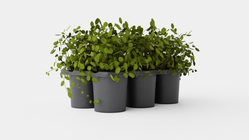 Muehlenbeckia complexa 6 pack Modello 3D .c4d .max .obj .3ds .fbx .stl .blend 