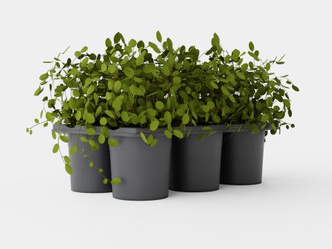 Muehlenbeckia complexa 6 pack 3D Model