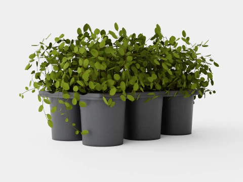 म्यूहलेनबेकिया कॉम्प्लेक्स 6 पैक 3D मॉडल