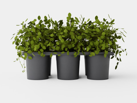 Muehlenbeckia complexa 6 pack Modello 3D