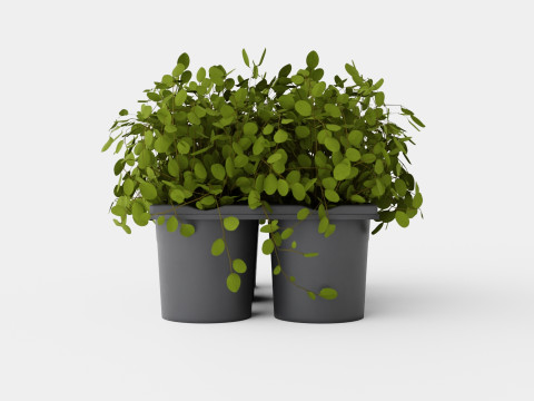 Muehlenbeckia complexa 6 pack Modello 3D