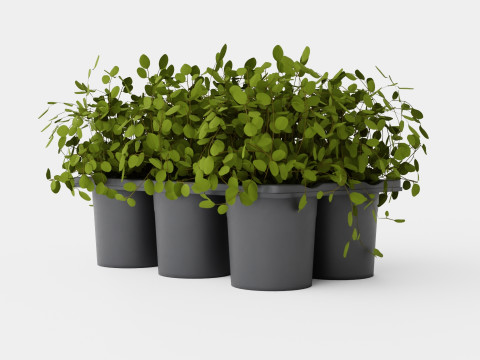 Muehlenbeckia complexa 6 pack Modello 3D