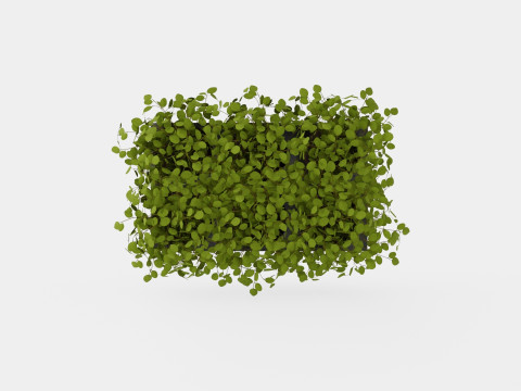 Muehlenbeckia complexa 6 pack Modello 3D