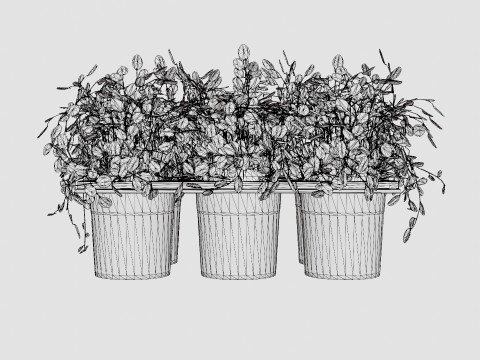 Muehlenbeckia complexa 6 pack Modello 3D