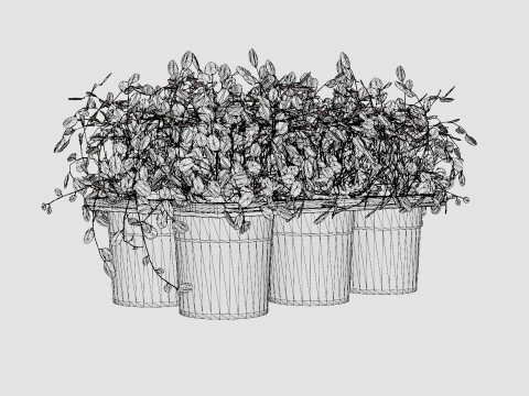 Muehlenbeckia complexa 6 pack Modello 3D