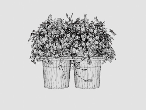 Muehlenbeckia complexa 6 pack Modello 3D