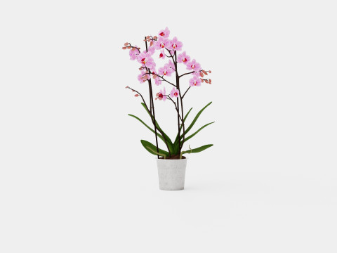 Phalaenopsis seasonal 2 branch 22 mini flower 3Dモデル