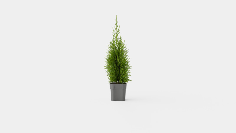 Tuja Smaragd 3D Model .c4d .max .obj .3ds .fbx .stl .blend 
