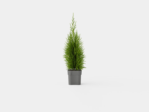 Tuja Smaragd 3D Model