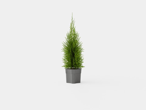 Tuja Smaragd 3D Model