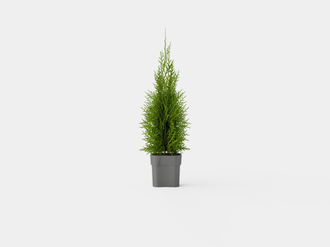 Tuja Smaragd 3D Model