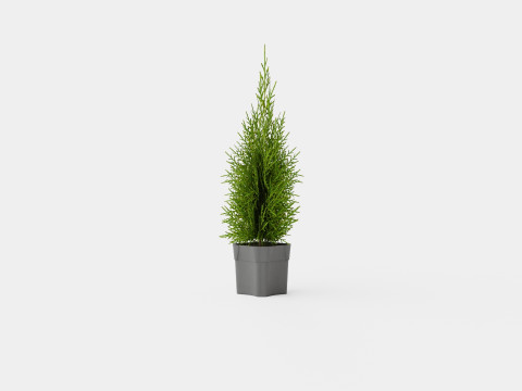 Tuja Smaragd 3D Model