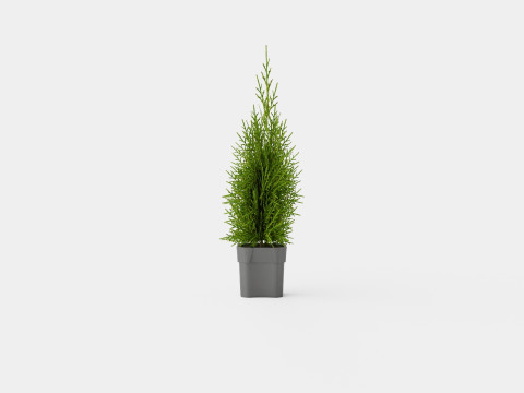 Tuja Smaragd 3D Model