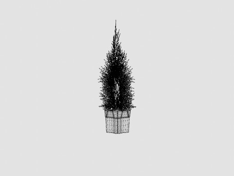 Tuja Smaragd 3D Model