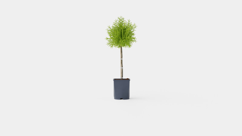 Thuja Occidentalis Brabant 3D 모델 .c4d .max .obj .3ds .fbx .stl .blend 