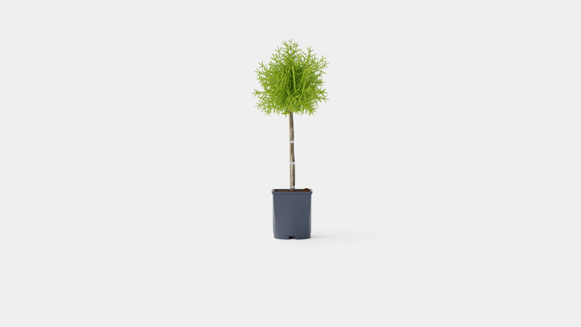 Thuja Occidentalis Brabant 3D Model .c4d .max .obj .3ds .fbx .stl .blend 
