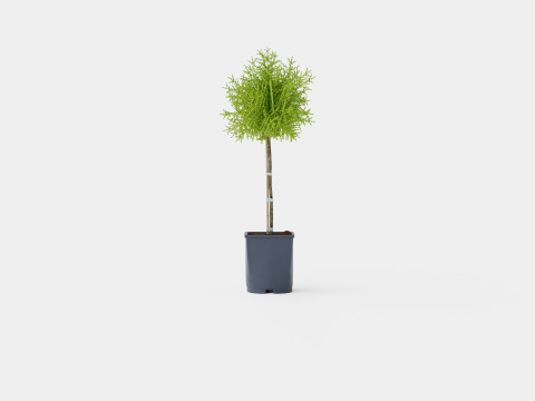Thuja Occidentalis Brabant 3D Model