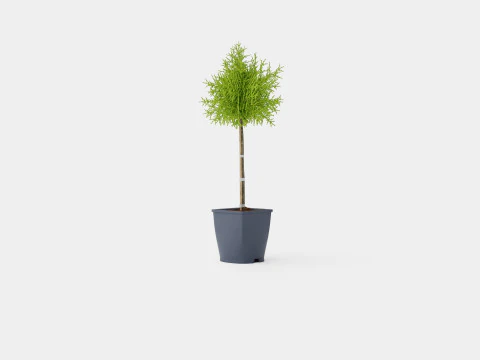 Thuja Occidentalis Brabant 3D Model