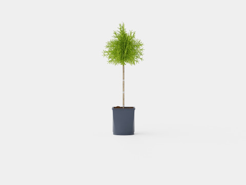 Thuja Occidentalis Brabant 3D 모델