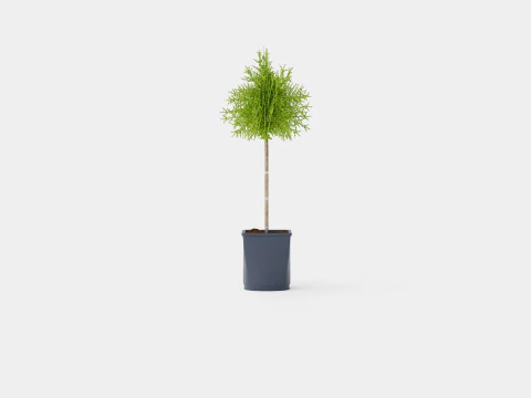 Thuja Occidentalis Brabant 3D Model