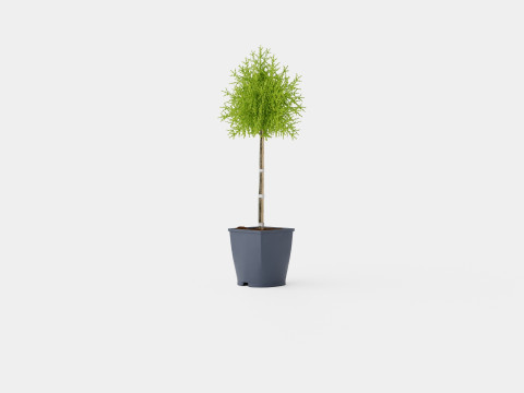 Thuja Occidentalis Brabant 3D 모델