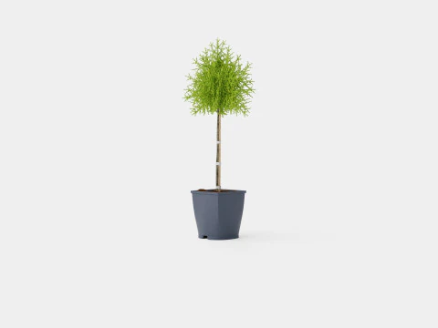 Thuja Occidentalis Brabant 3D Model
