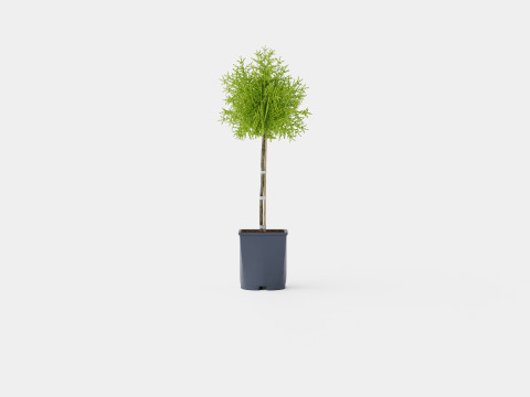 Thuja Occidentalis Brabant 3D 모델